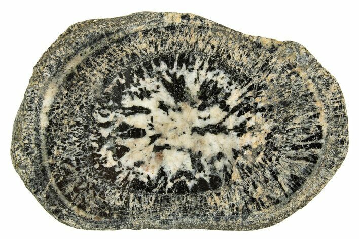 Polished Orbicular Granite Section - Western Australia #314224